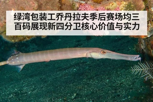 绿湾包装工乔丹拉夫季后赛场均三百码展现新四分卫核心价值与实力